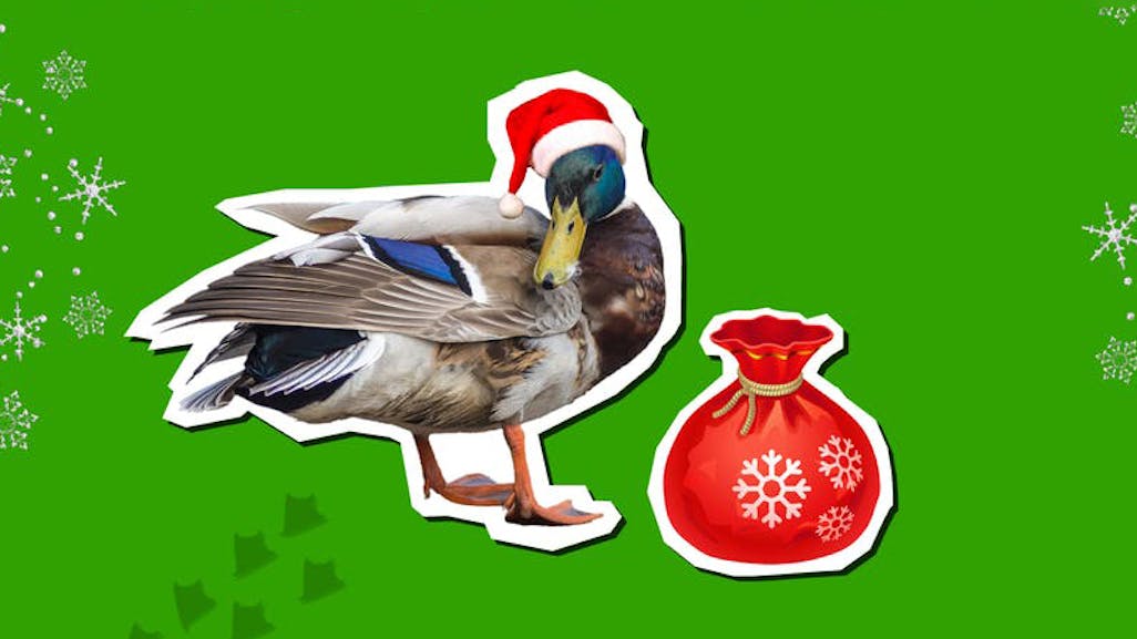 Duck Jokes Funny Duck Jokes Beano Com - duck jokes funny duck jokes beano com raining duck duck roblox Duck Jokes Funny Duck Jokes Beano Com - raining duck duck roblox